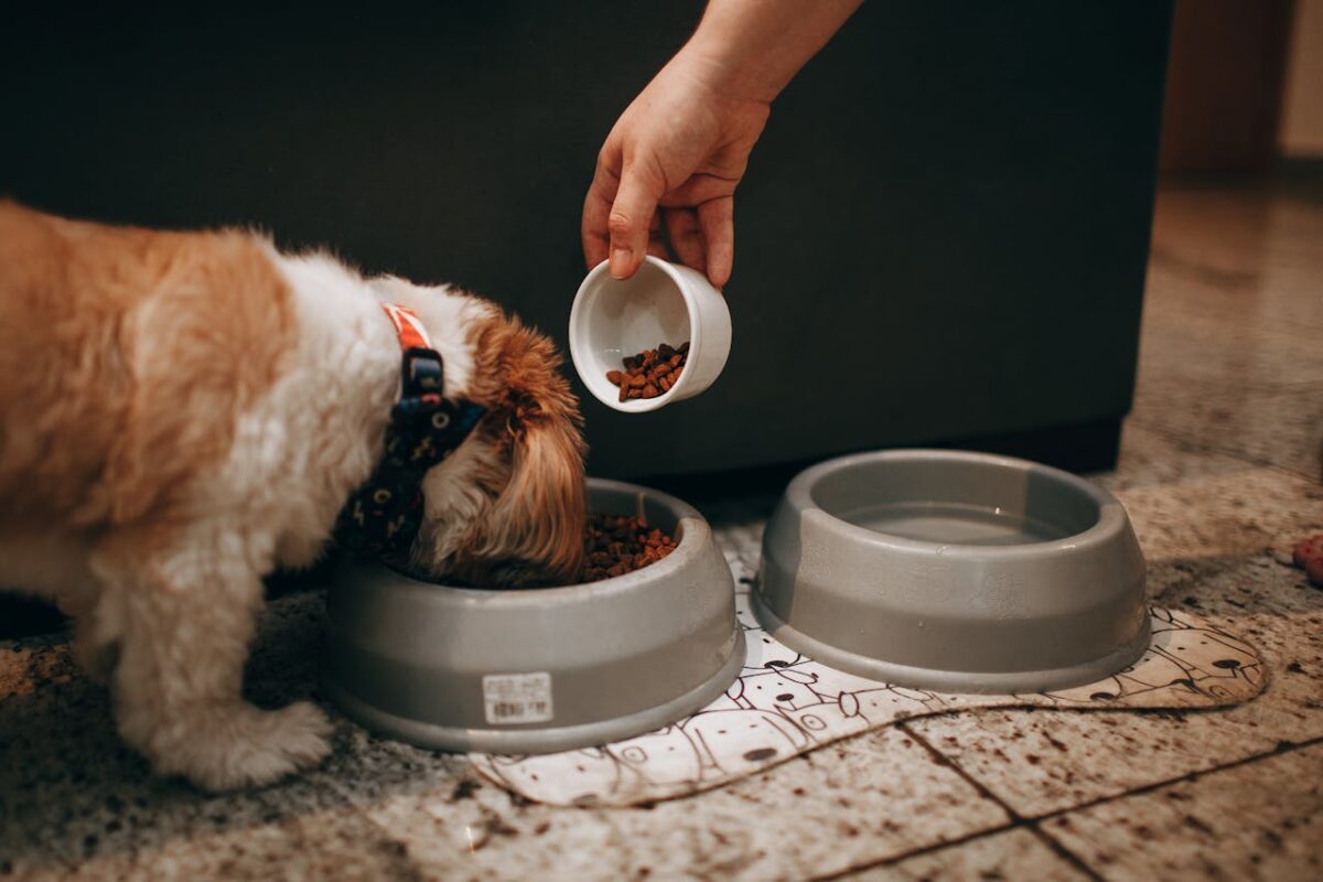 woman-hand-feeding-dog