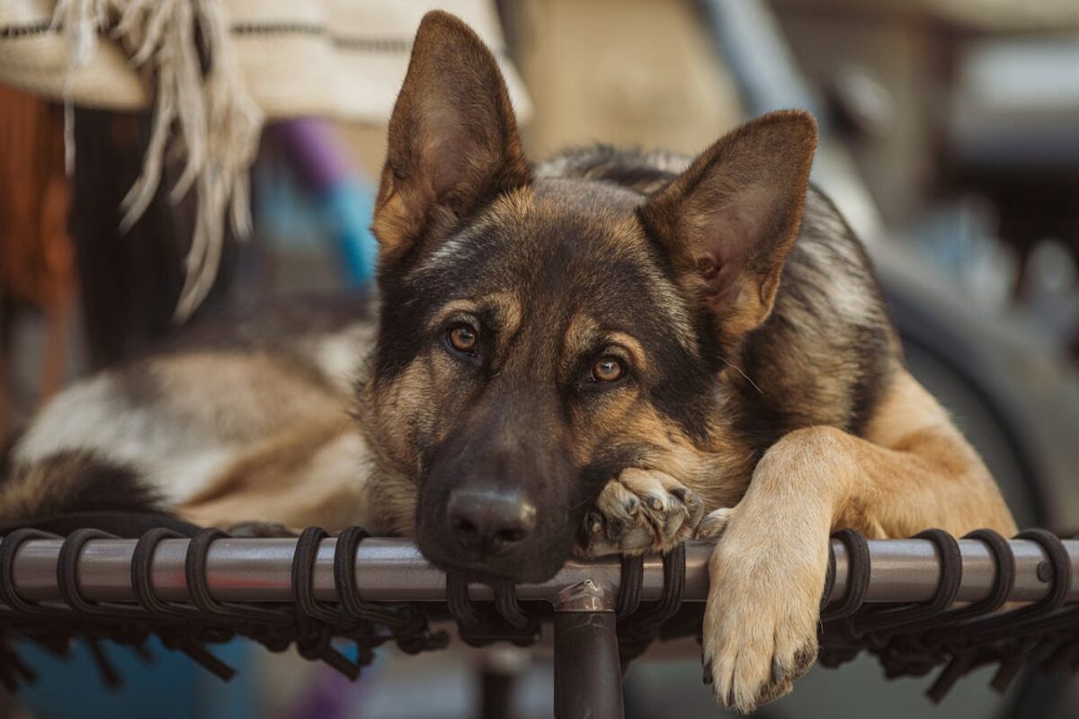 close-up-photo-of-a-german-shepherd-