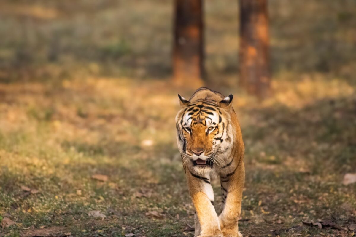10 Worst Animal Attacks Ever Recorded 2 majestic-bengal-tiger-striding-through-forest-