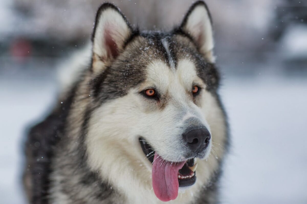 black-and-white-siberian-husky-on-the-snow-field-