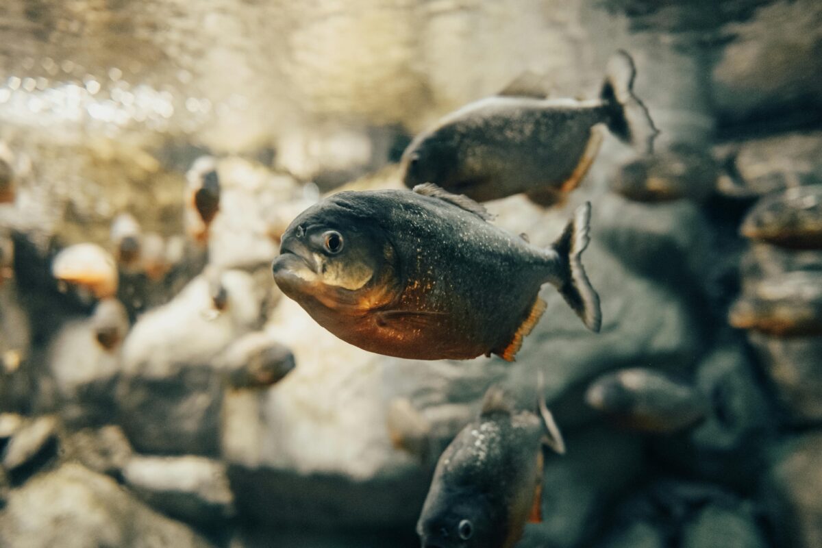 black-and-orange-fish-in-tilt-shift-lens