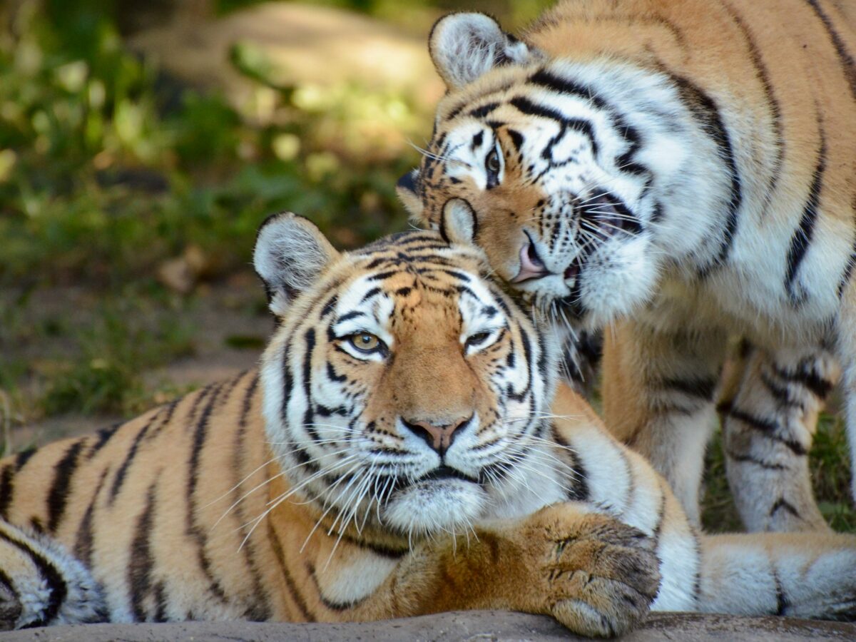 tigers-in-nature