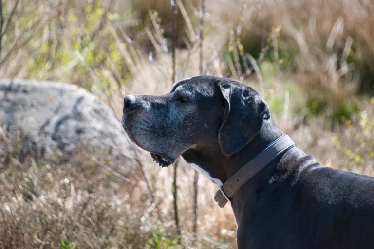 10 Dog Breeds That Will Strike Fear Into Your Bones