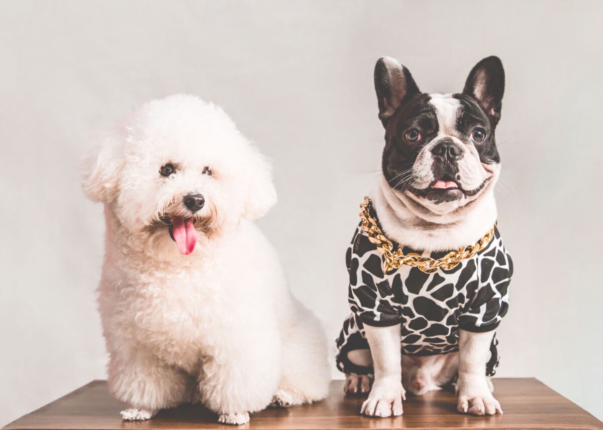 bichon-frise-and-french-bulldog-in-a-t-shirt-and-necklace