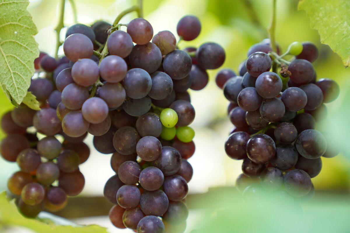close-up-of-ripe-purple-grapes-in-vineyard