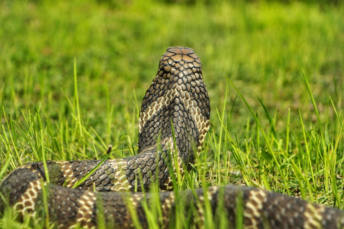 photograph-of-a-cobra-on-the-grass