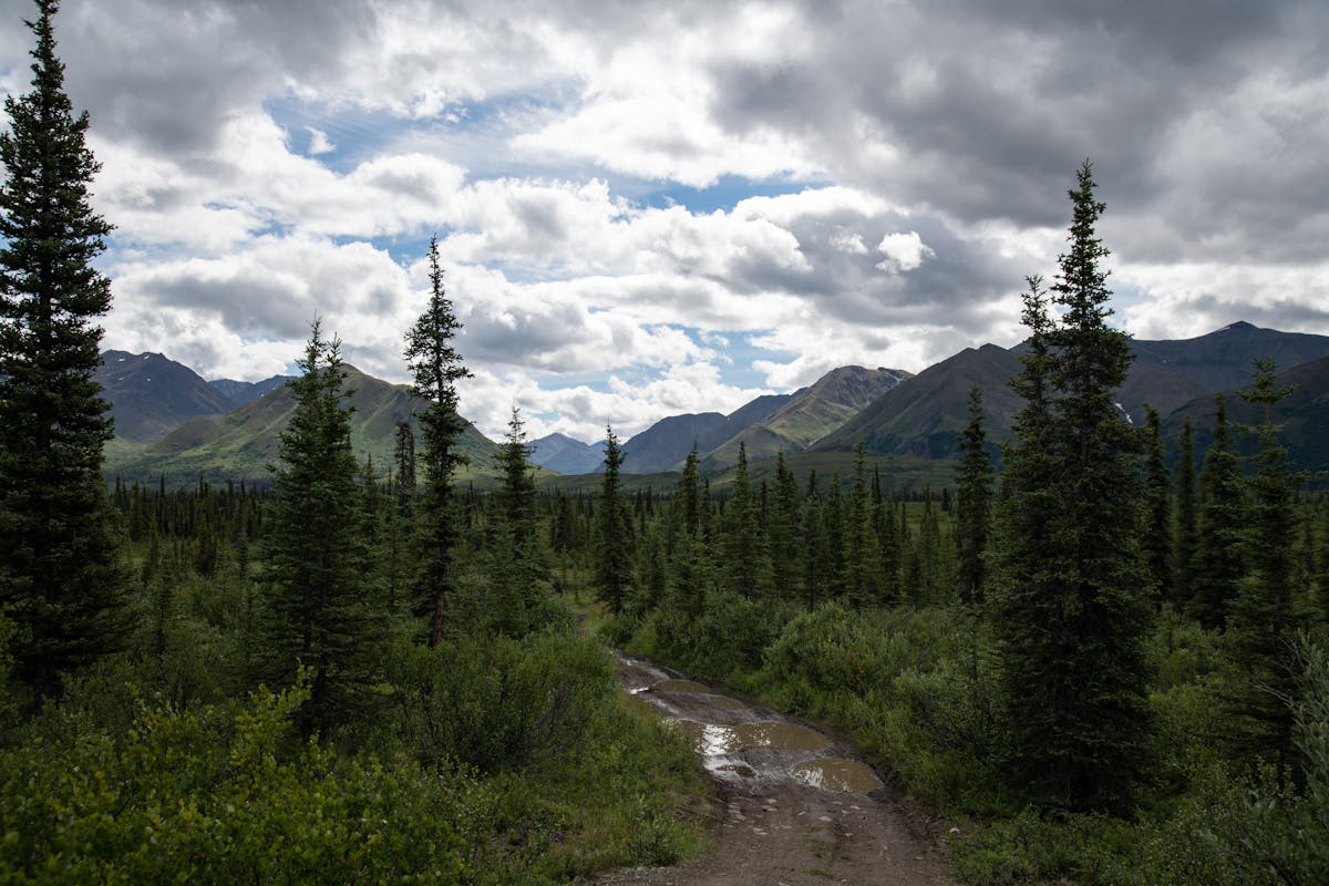 12 Dangerous Places in the U.S. We Wouldn’t Wish on Our Worst Enemy 3 Stunning view of a dirt road leading through a forest towards the Alaskan mountain range under a cloudy sky.