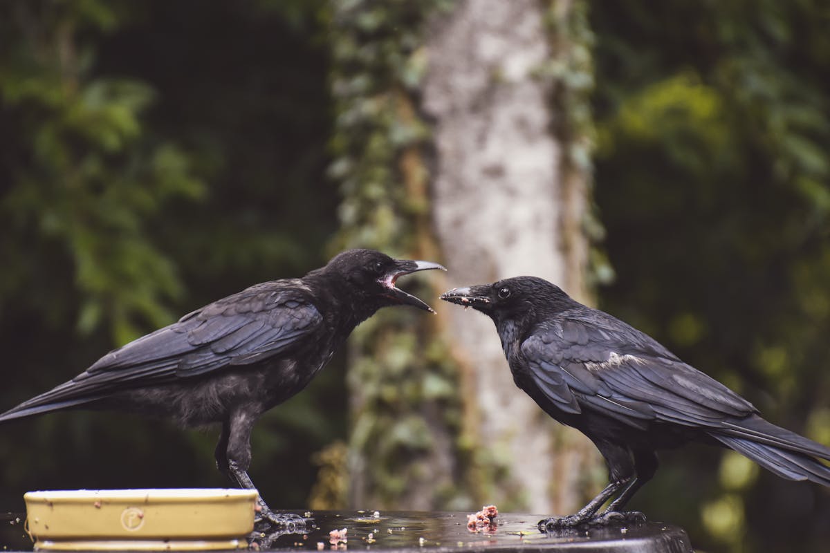 These 8 Animals Are Associated with the Devil 4 Two crows communicating with each other in a natural setting, showcasing their intricate behavior.