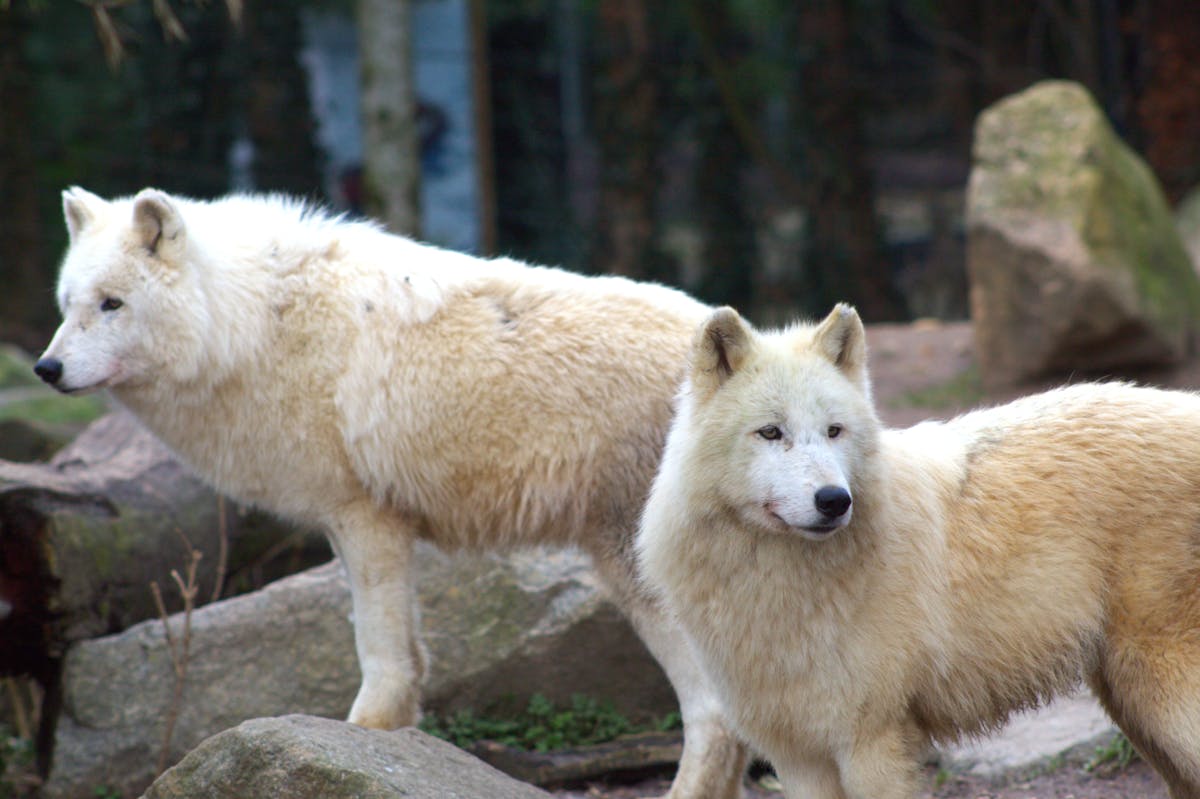 Two majestic Arctic wolves standing on rocks in a natural outdoor setting.