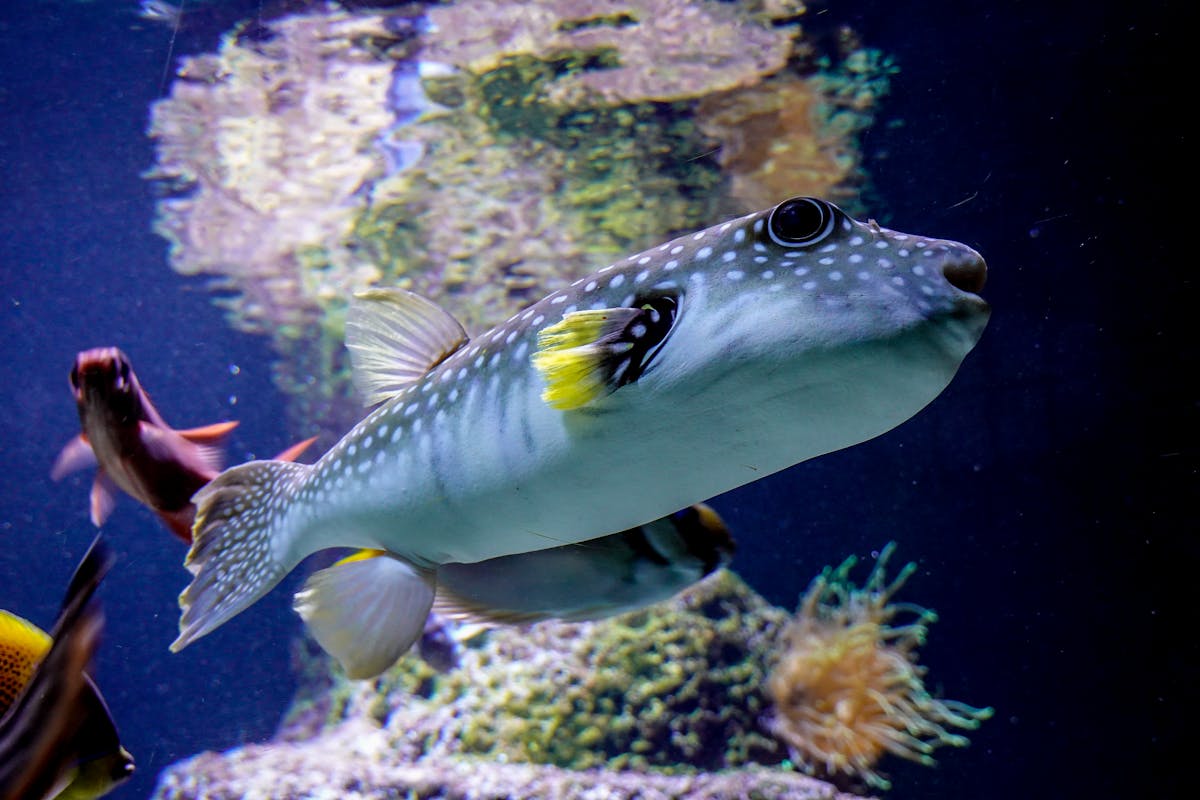 10 World’s Most Poisonous Animals That Can Kill in Minutes 4 Vibrant pufferfish swimming among coral reefs in an aquarium environment, showcasing marine life.