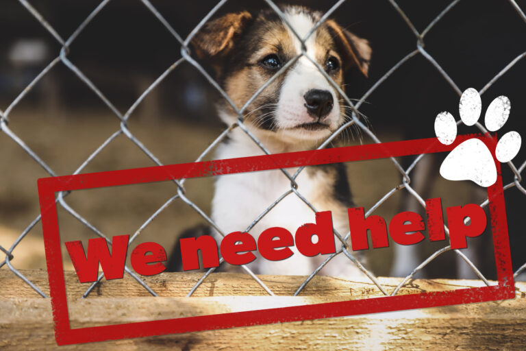 California Animal Rescue Horror Deepens as Mass Graves, Missing Dogs, and No Arrests Fuel Public Outrage