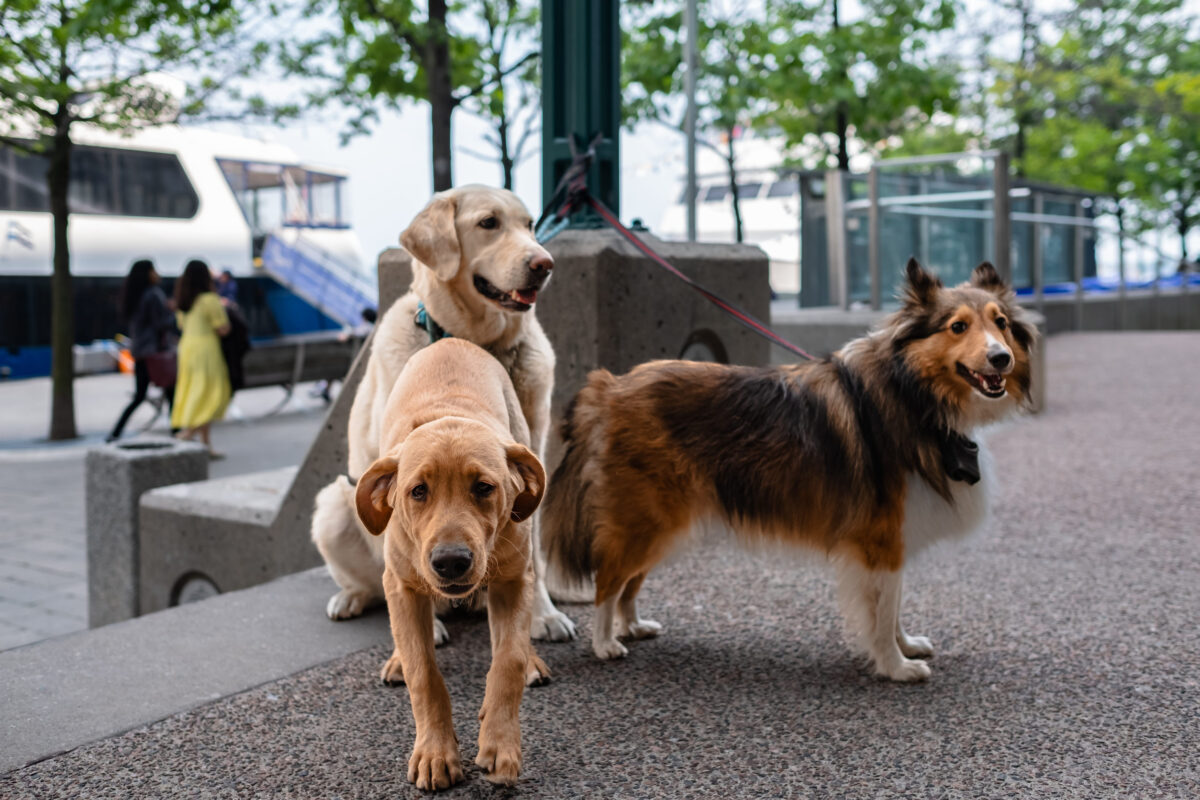 Three dogs are waiting for the owner on the leash at the shopping center. Dog on a leash waiting for the owner. Street photo, no people, selective focus