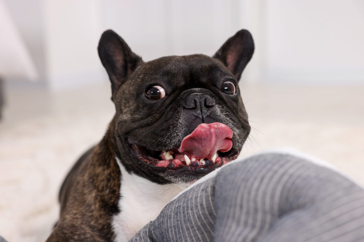 French Bulldog -  A good retirement dog