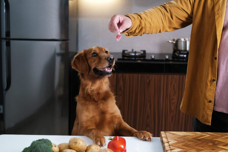 10 Things You Should Never Feed Your Dog
