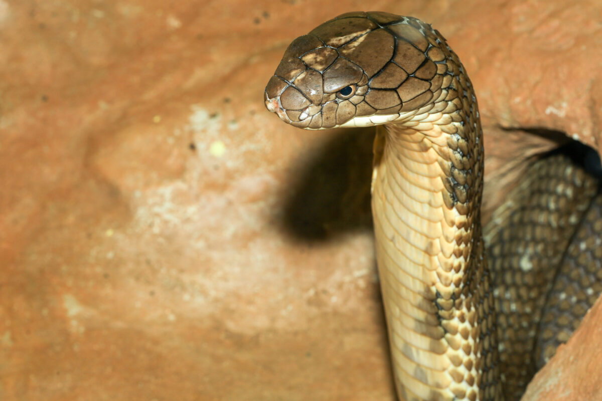 8 Animals You’ve Been Getting Completely Wrong 3 228734221 l