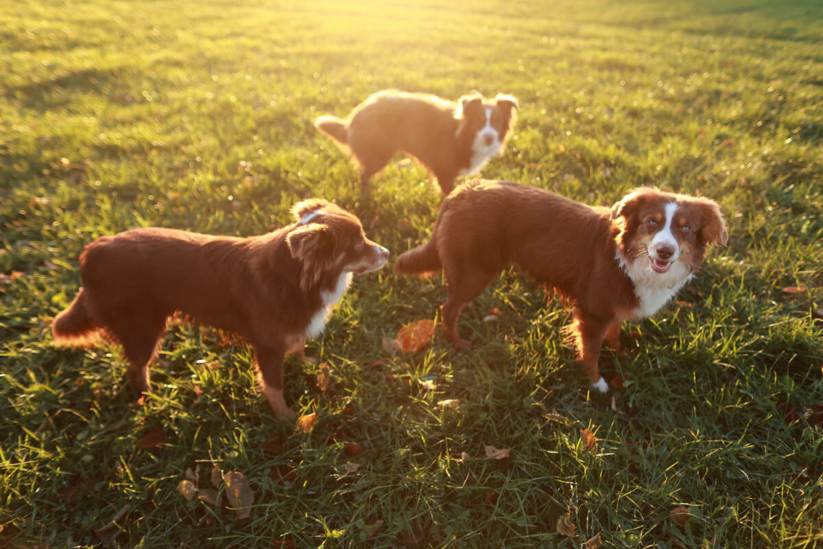 Three dogs are standing in a grassy field