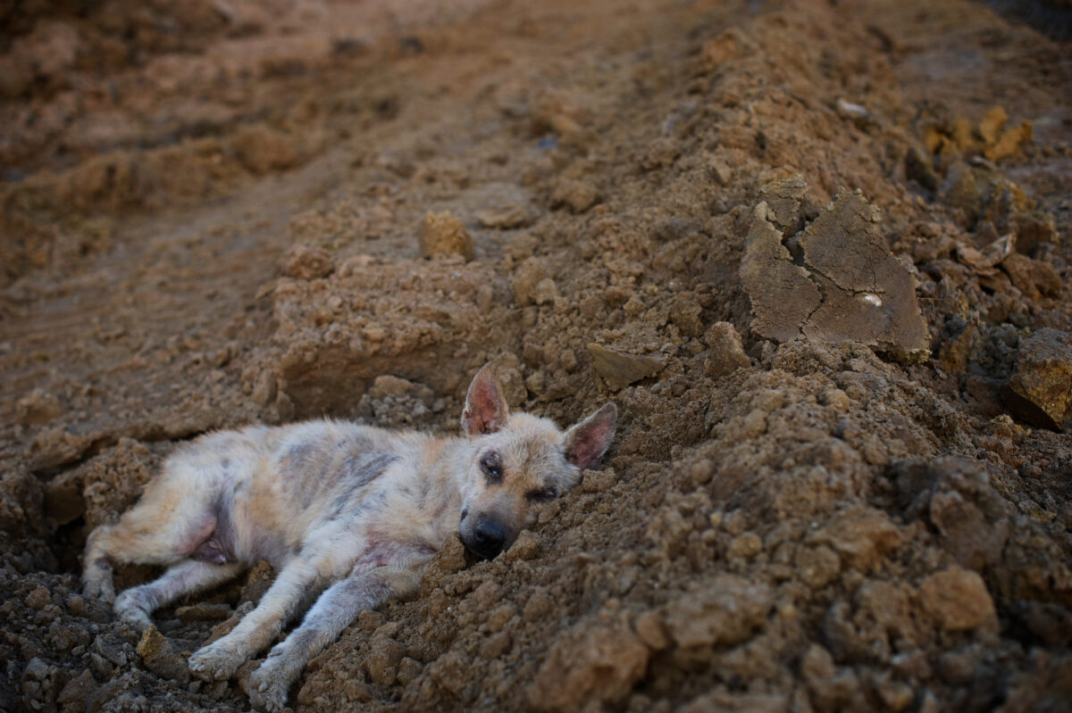 California Animal Rescue Horror Deepens as Mass Graves, Missing Dogs, and No Arrests Fuel Public Outrage 1 Sleeping leprosy dog