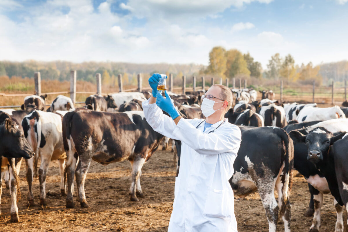 He profits off raw milk that’s making people sick. The government isn’t stopping him. 3 veterinarian inspects livestock farm dairy cows