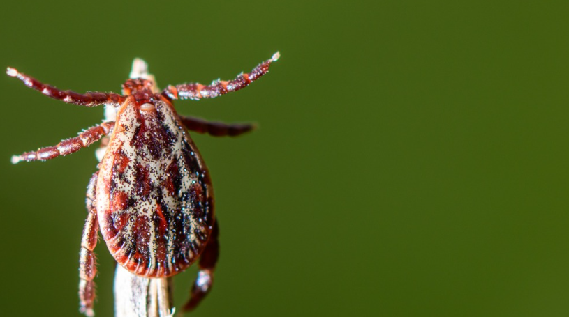 Powassan Virus Cases Surge in the U.S. as Experts Warn of a Fast-Acting Tick-Borne Threat 1 Screenshot 2026 06 30 113226