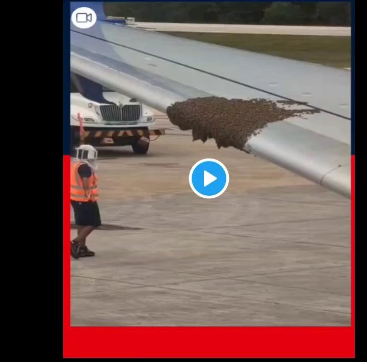 How a Swarm of Bees Grounded a Delta Jet in Cancún