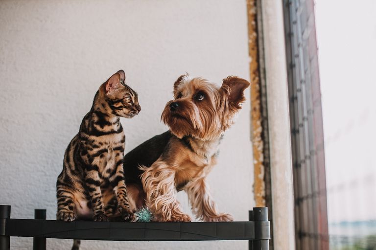 The Dark Side of Pet Nooks: When Home Design Goes Too Far
