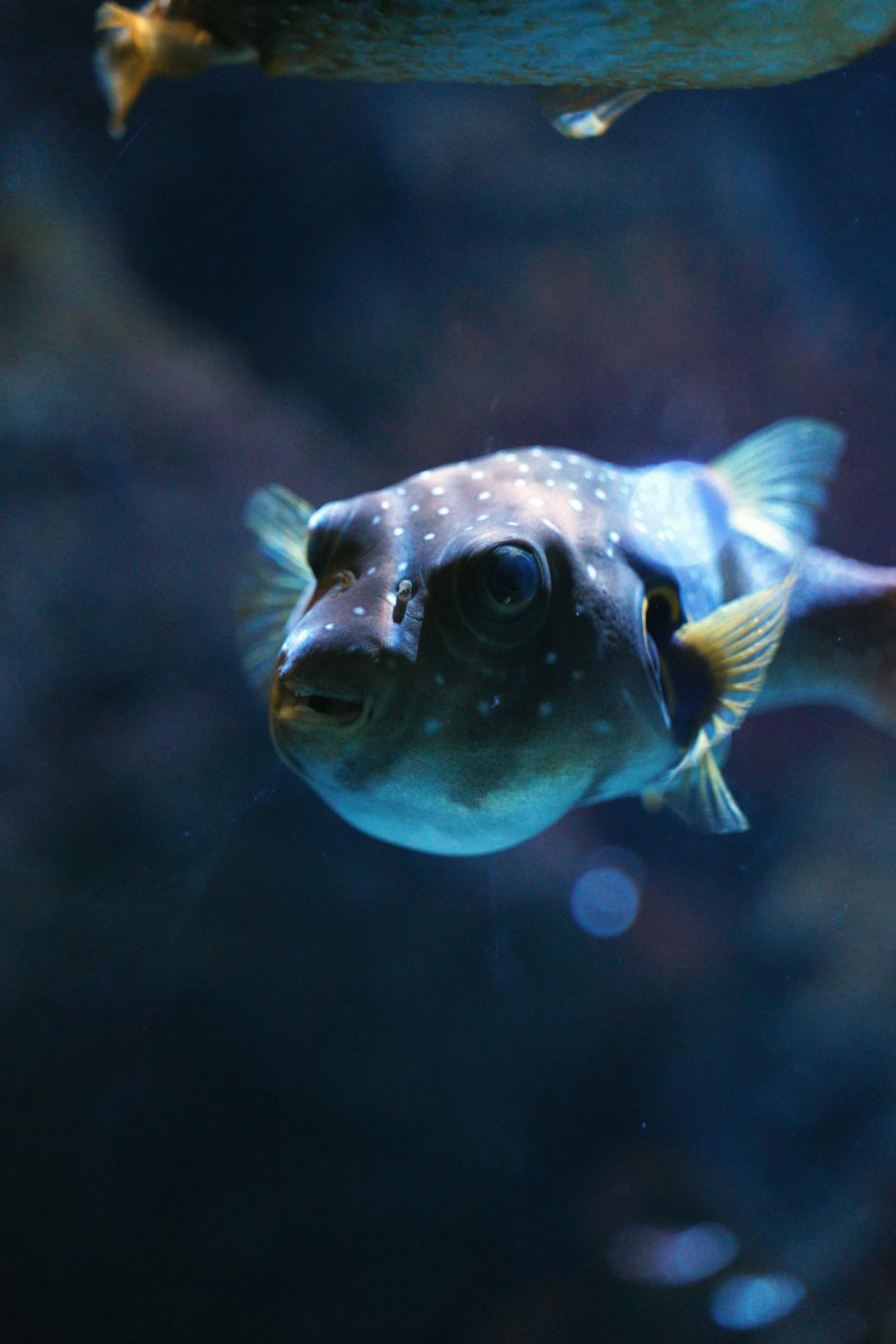 A detailed close-up of a pufferfish swimming among coral reefs underwater.