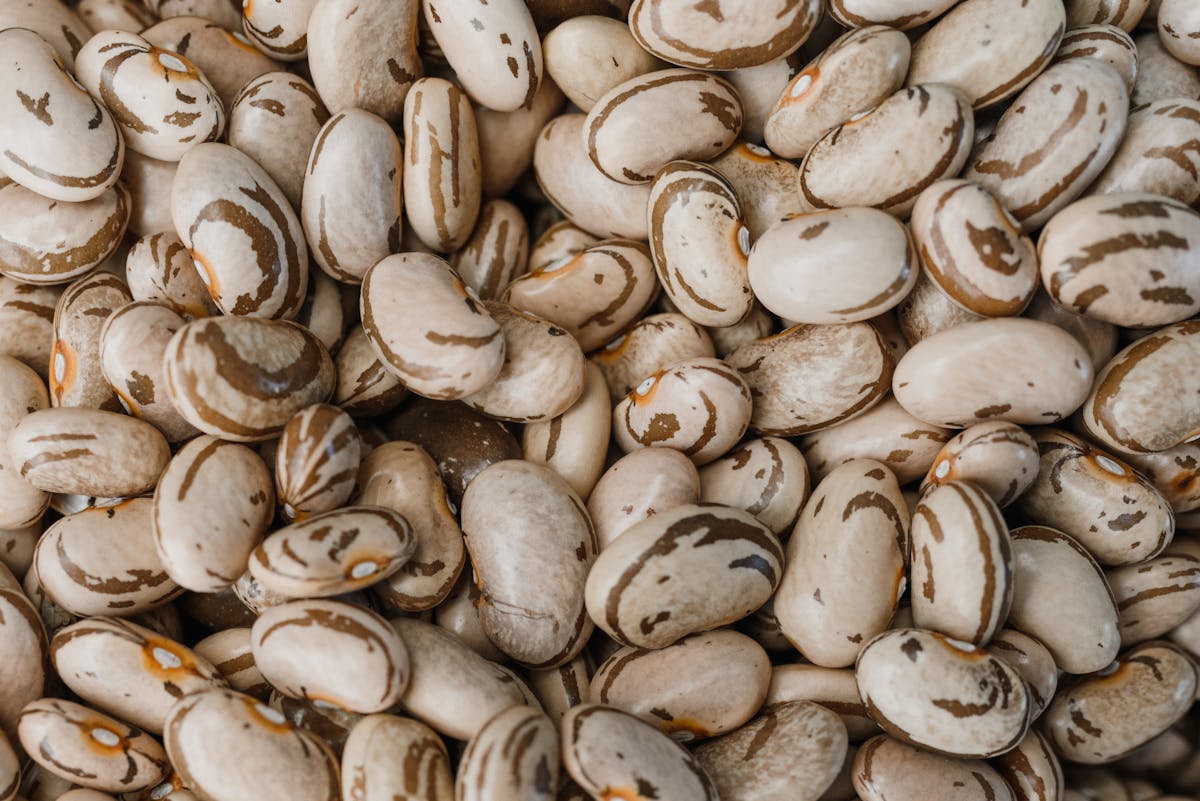A detailed shot of organic pinto beans showcasing their distinctive patterns and textures.