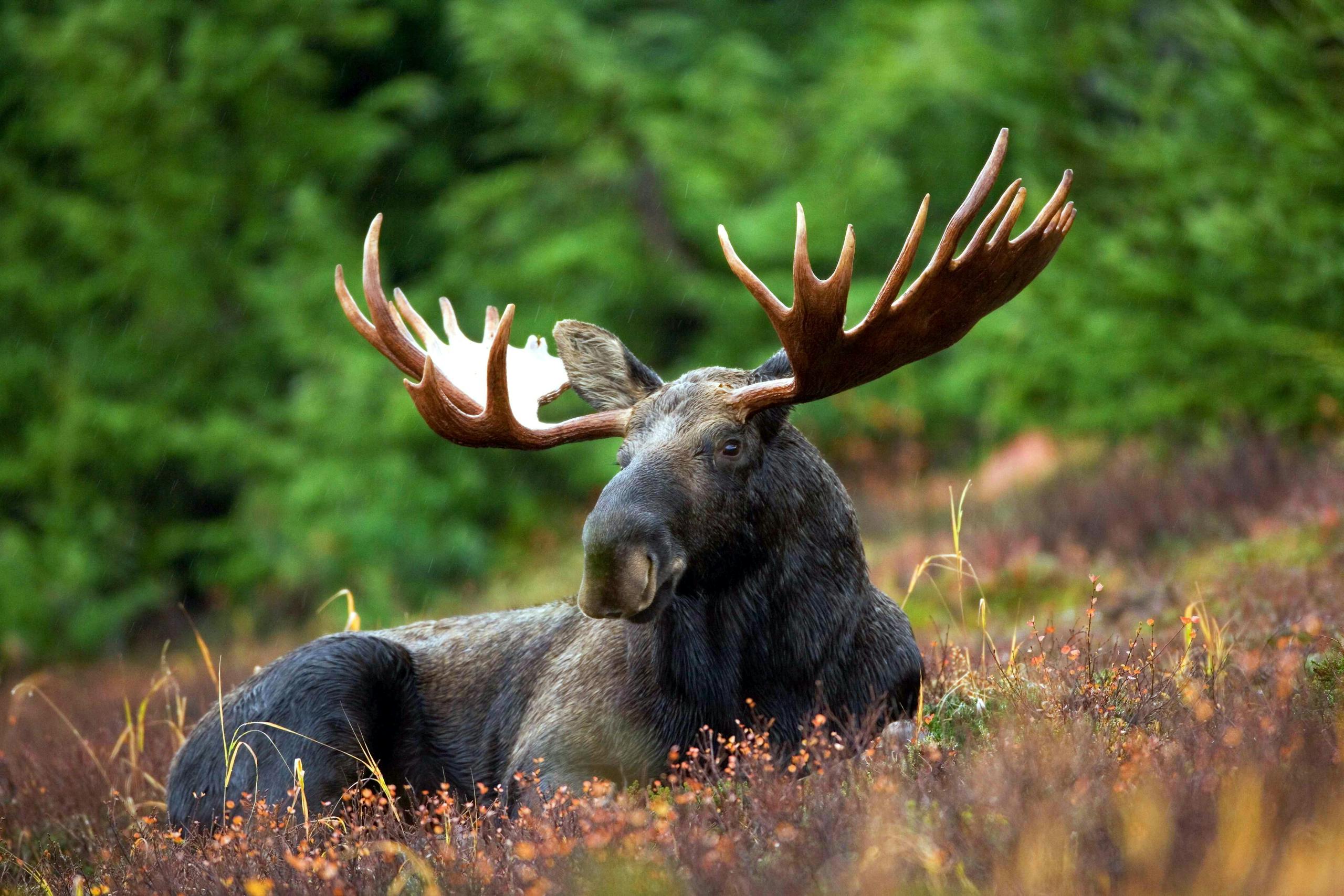 9 Adorable Animals That Can Turn Deadly Fast 2 A male moose with large antlers lying in a forest clearing surrounded by lush greenery.