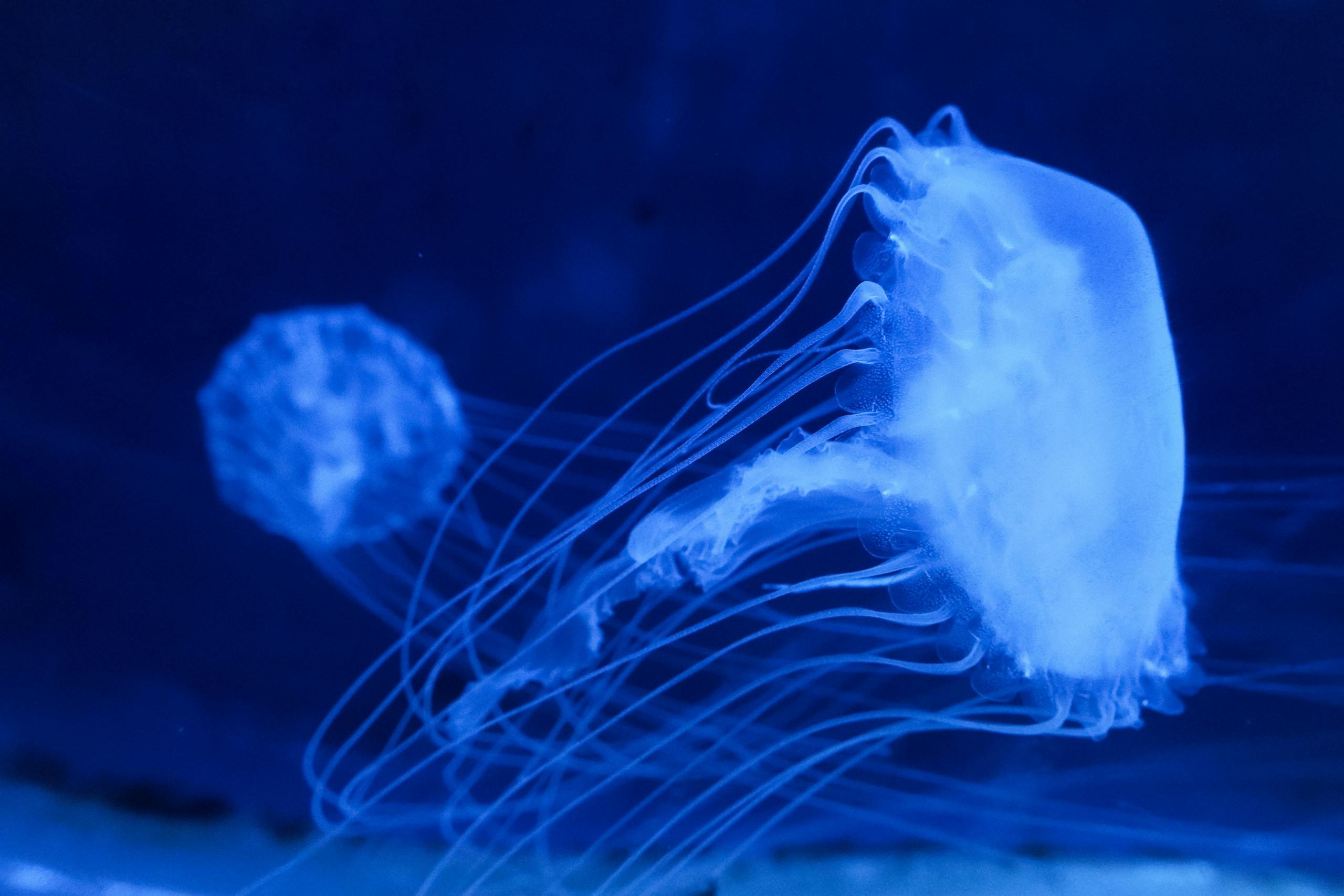 9 Adorable Animals That Can Turn Deadly Fast 5 A mesmerizing view of a jellyfish illuminated against deep blue waters, showcasing its delicate tentacles.