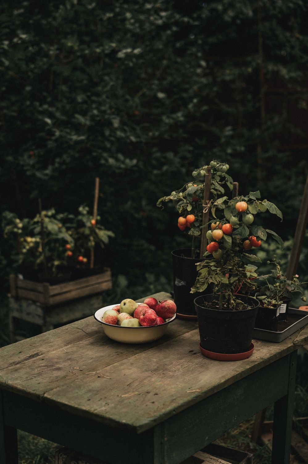 A rustic garden scene with tomato plants and a bowl of apples on a wooden table.