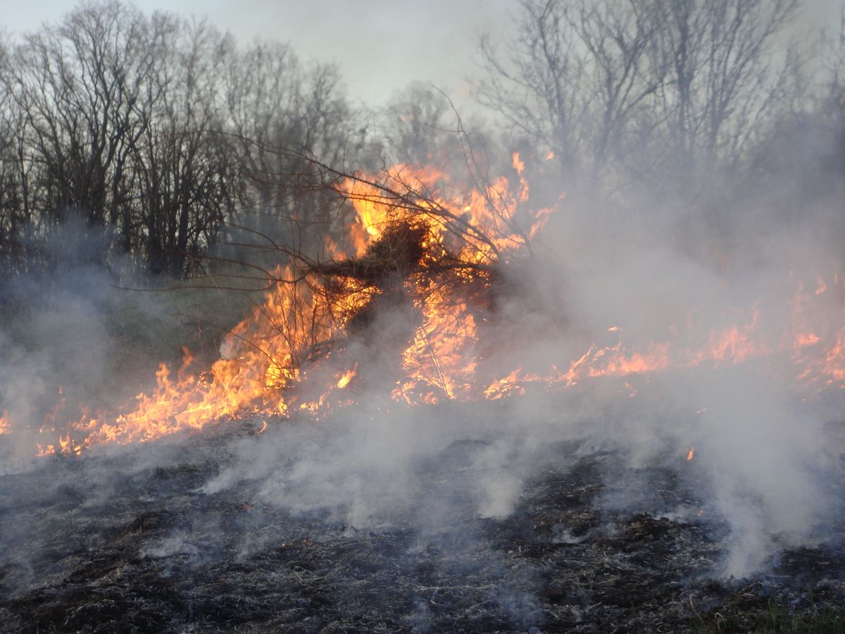 A vivid depiction of a forest fire with flames and thick smoke engulfing the trees.