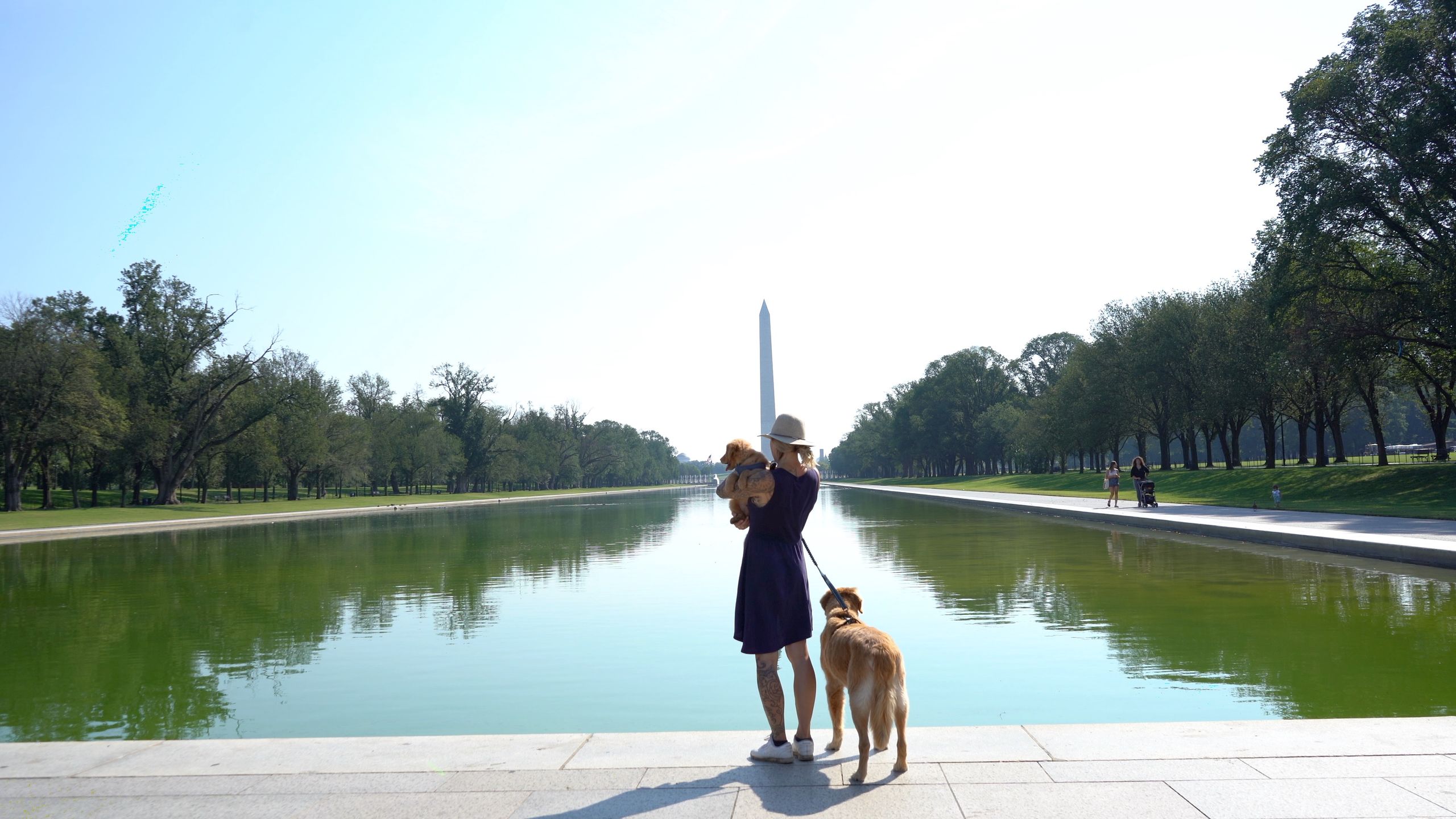 Trump’s Blue Reflecting Pool Turns Green, and Americans Are Left Staring at a $14 Million Washington Puzzle 2 A woman with two dogs enjoys a sunny day by the Washington Monument Reflecting Pool.