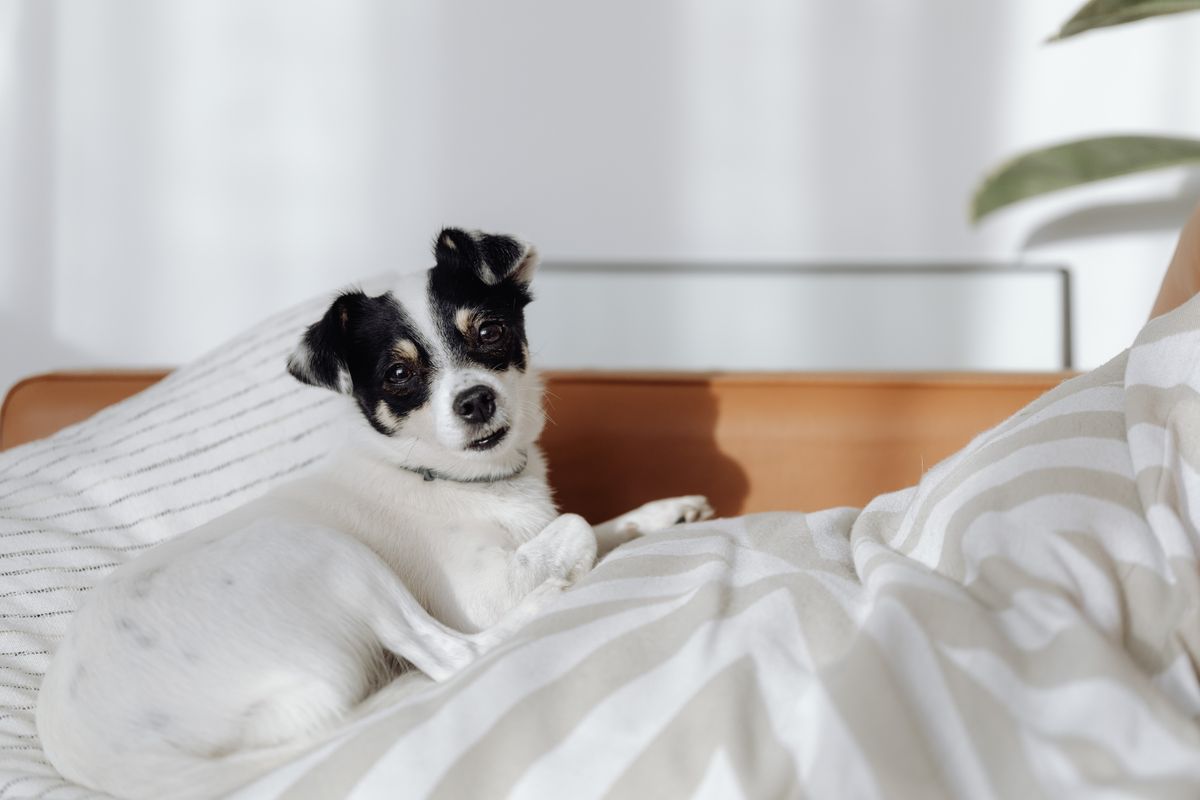 The Dark Side of Pet Nooks: When Home Design Goes Too Far 1 Adorable black and white dog lying comfortably on a bed with natural light.