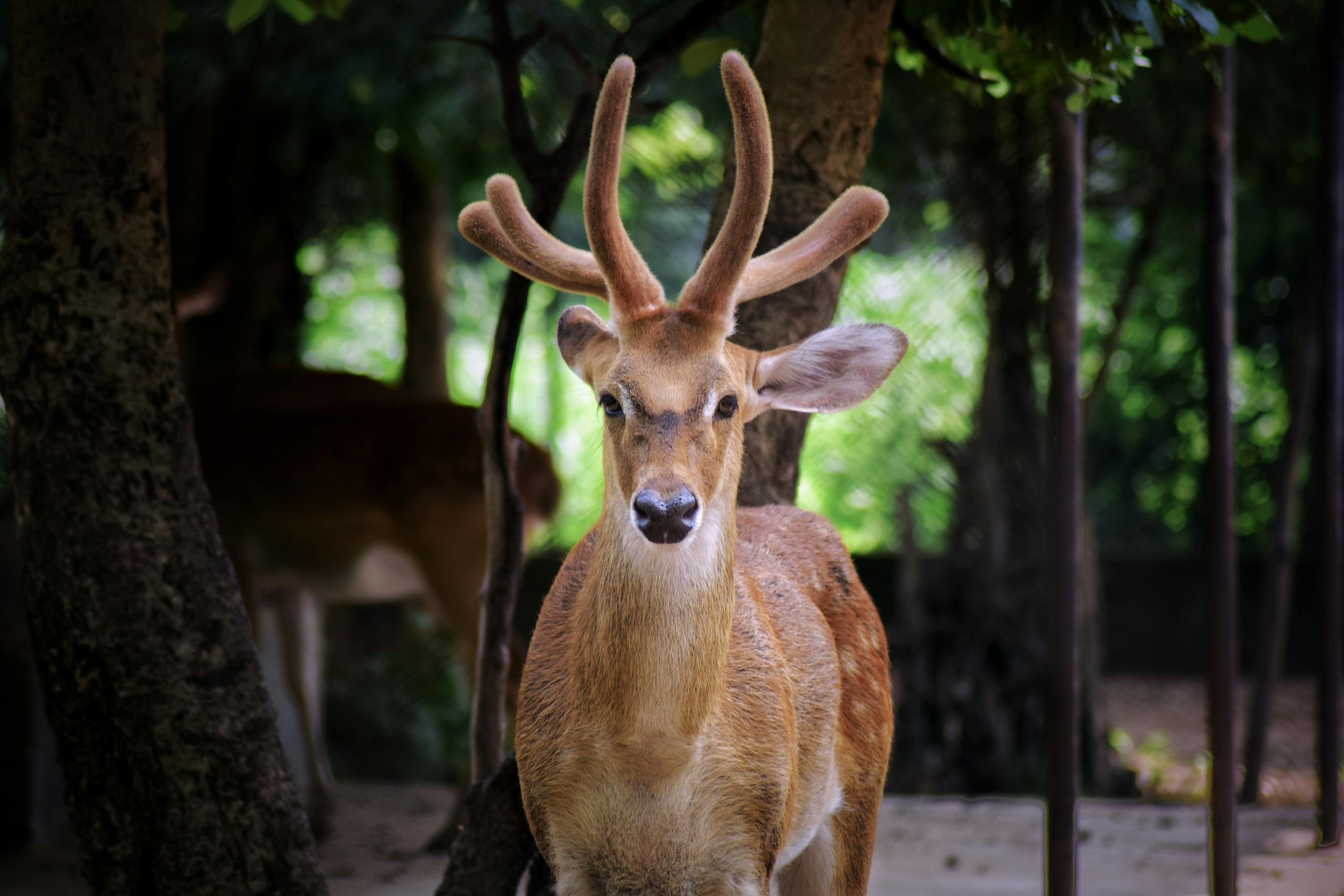 9 Adorable Animals That Can Turn Deadly Fast 1 Close-up of a deer with antlers in a forest setting. Natural wildlife in Bilaspur, India.