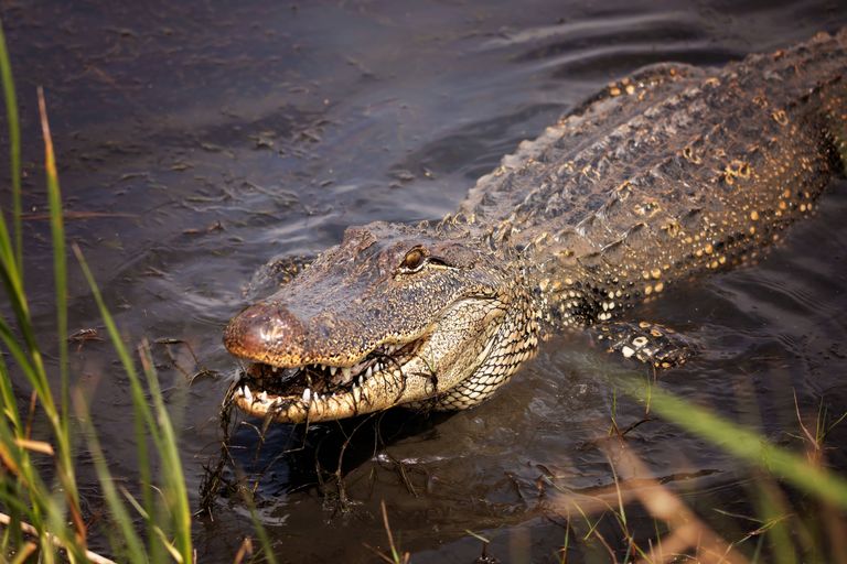Disney Has Removed More Than 400 Alligators Since a Toddler’s Tragic Death