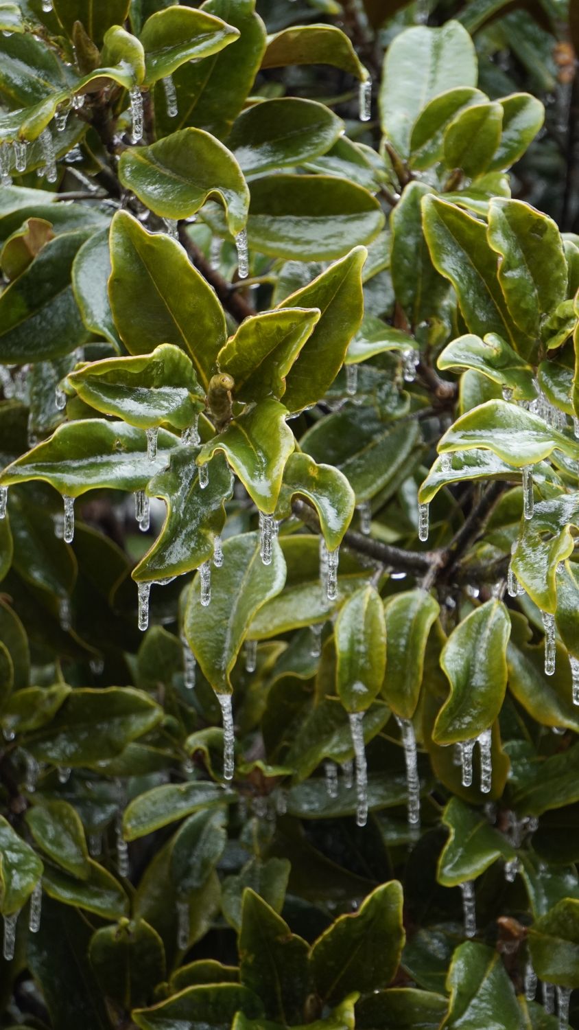 The Winter Storm Mistake Too Many Families Make Before the Snow Even Starts 3 Close-up of green leaves covered with icicles in a winter setting.