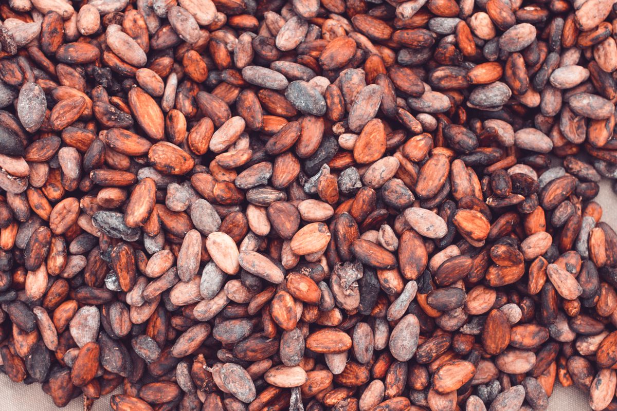 6 Popular Foods With Hidden Lead Risks 3 Close-up view of a large pile of fresh cocoa beans, ideal for chocolate production.