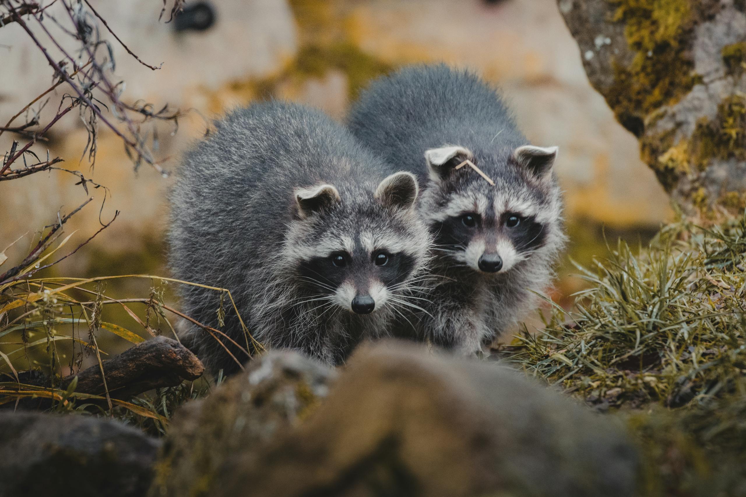9 Adorable Animals That Can Turn Deadly Fast 4 Curious wild raccoons standing on grass near twigs and stones and looking at camera