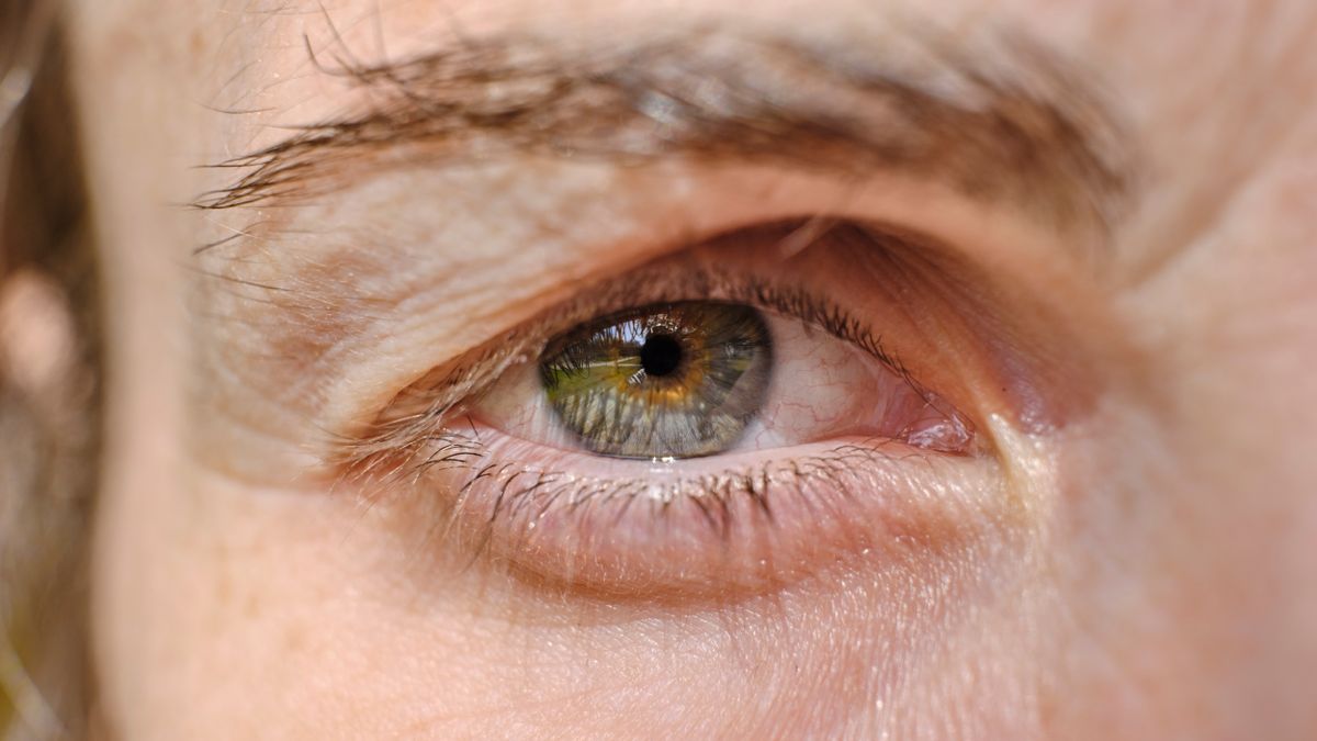 Detailed close-up of a human eye with visible eyebrows and eyelashes, in natural lighting.
