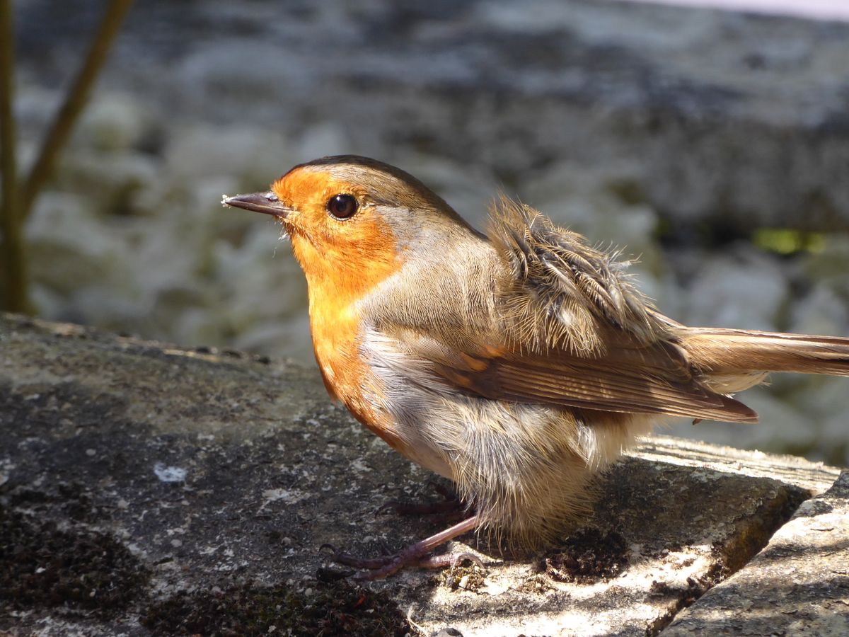 Detailed image of a European robin with orange feathers perched on a stone surface in sunlight.