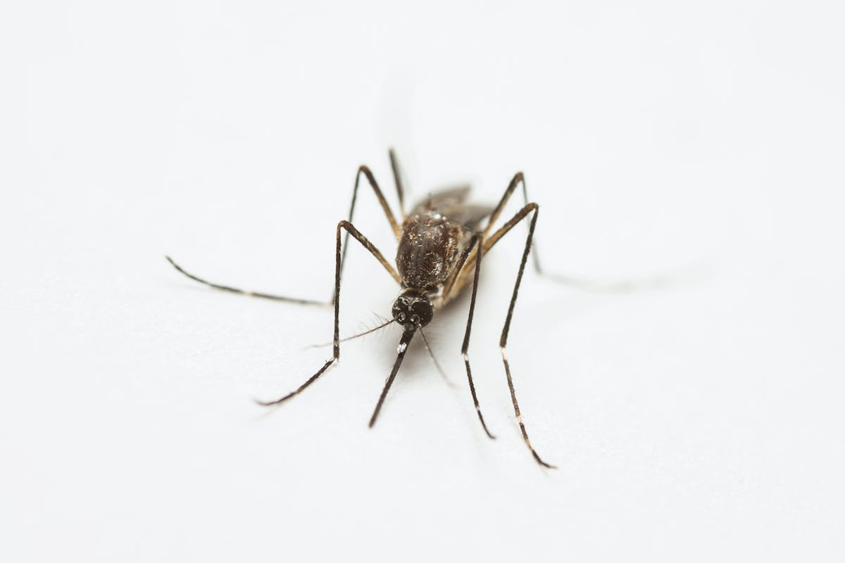 Google’s Mosquito Release Sparks Alarm: 32 Million Insects Could Backfire in California and Florida 2 Detailed macro shot highlighting a mosquito's texture and form on a white background.