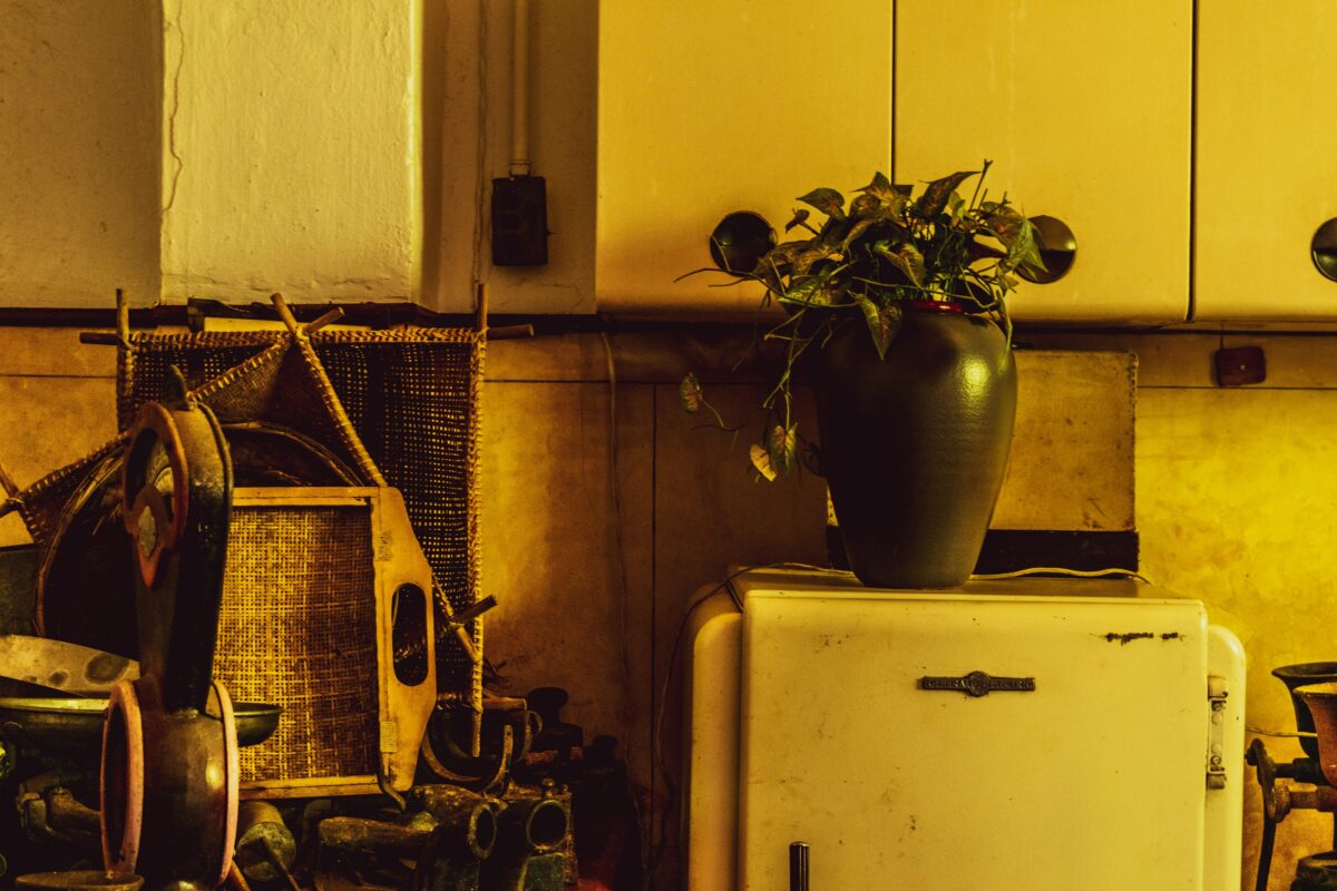 green-plant-on-black-clay-pot