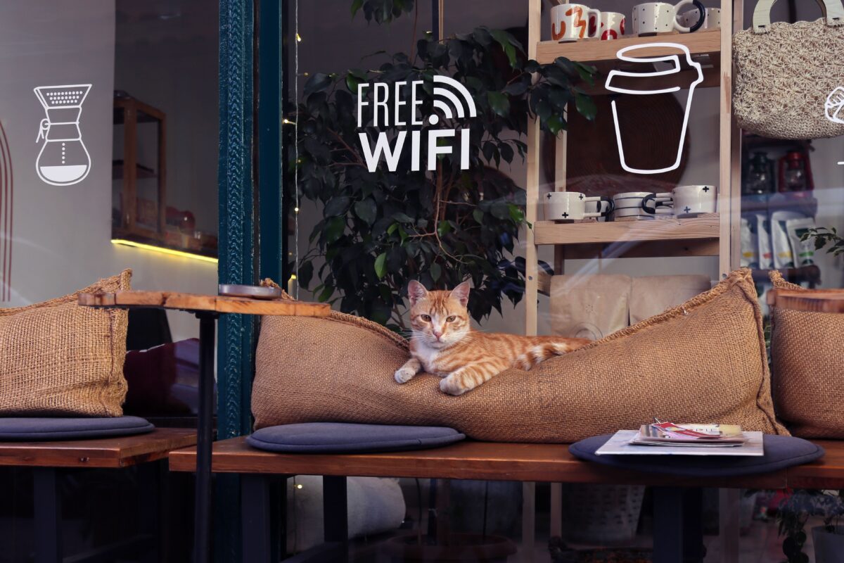 cat-lying-on-pillow-of-sidewalk-cafe