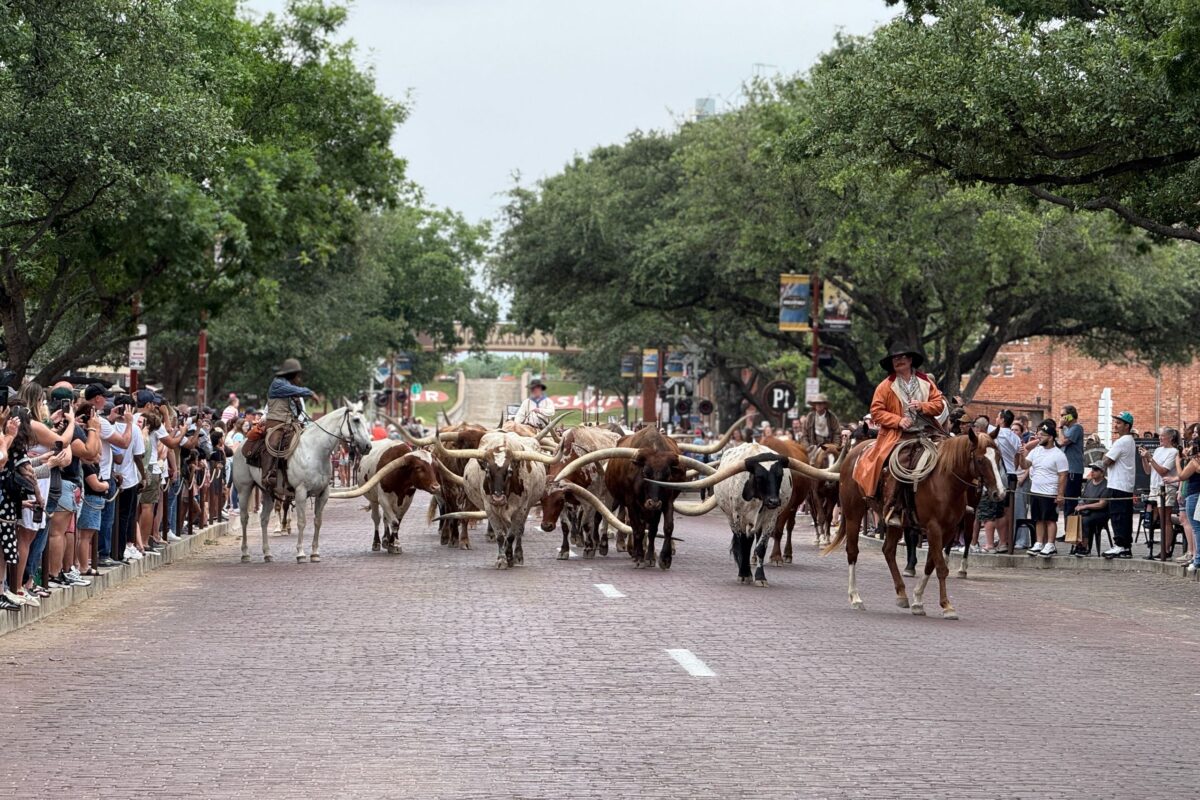 Why Texas Operates on a Bigger Scale Than Anywhere Else in America. 4 cattle-drive-through-historic-fort-worth-stockyards