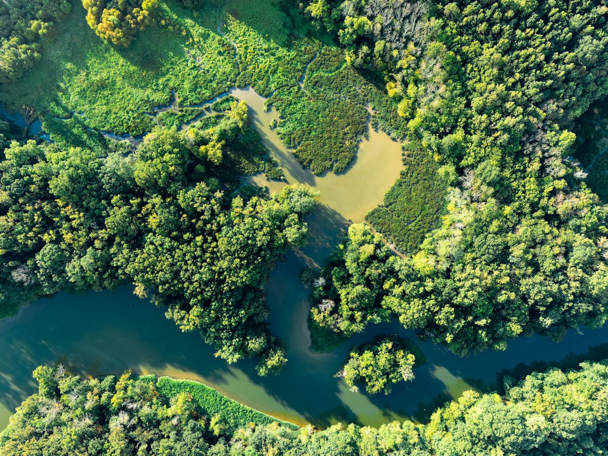 Darkness Killed the Dinosaurs: How a 66-Million-Year-Old Asteroid Starved the Oceans. 3 Stunning aerial view of a lush green forest surrounding a winding river in Chattanooga, Tennessee.