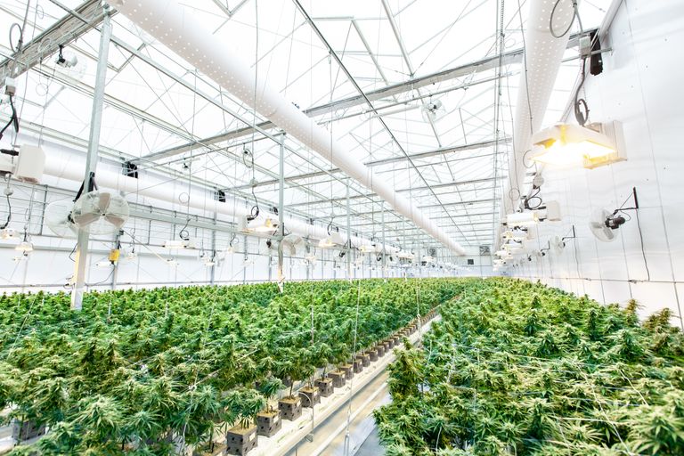 Virginia Launches Recreational Marijuana Retail Market in 2027