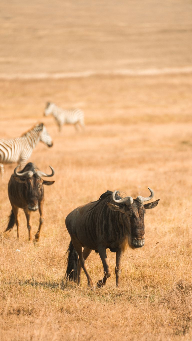 15 Animals Everyone Gets Wrong: The Truth Behind Nature’s Most Misnamed Creatures