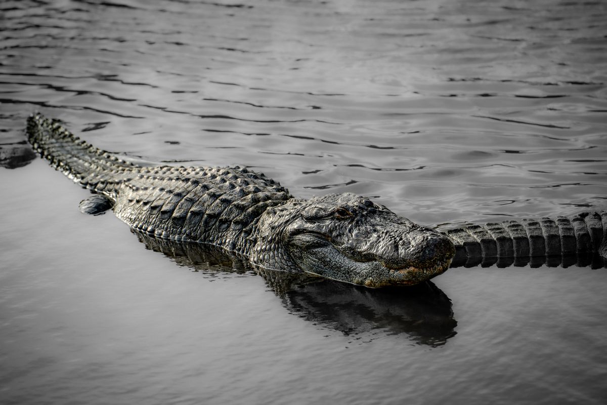 Florida Alligator Attack Kills 31-Year-Old Woman Swimming In Econlockhatchee River Near Orlando. 1 Wildlife photo of an American alligator swimming in a body of water, Orlando, Florida.