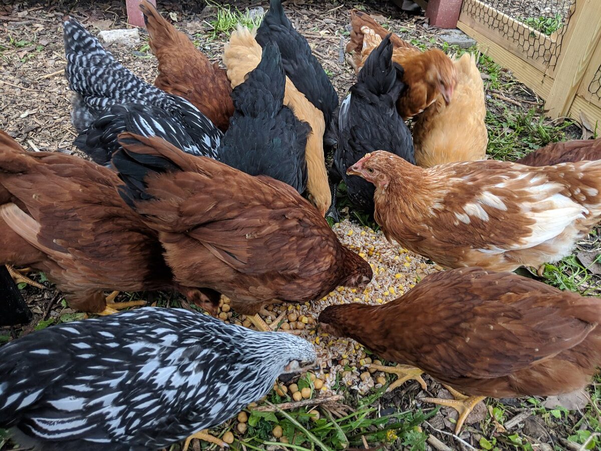 Backyard_heritage_chickens_eating_kitchen_food_waste.