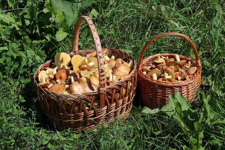13 Children Reportedly Ate Candy Laced With Hallucinogenic Mushrooms at New Jersey Summer Camp and Were Found “Looking Like Zombies” as Deeply Concerning Questions Emerge.